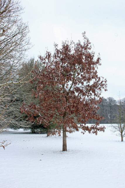 Photo of White Oak (Quercus alba) uploaded by RuuddeBlock