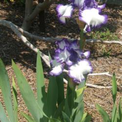 Location: Iris garden - full sun - zone 7
Date: 2016-05-29