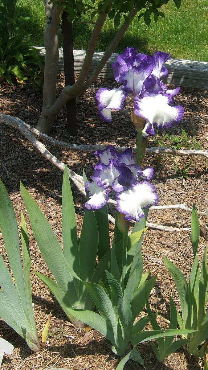 Photo of Irises (Iris) uploaded by pirl
