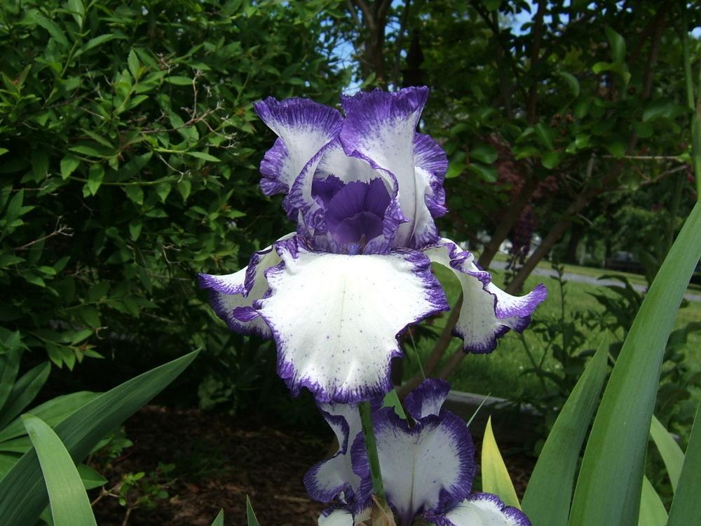 Photo of Irises (Iris) uploaded by pirl