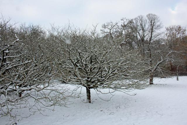 Photo of Henry Wilson Tree (Sinowilsonia henryi) uploaded by RuuddeBlock