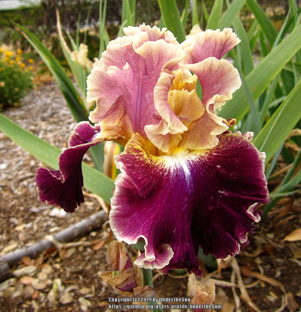 Photo of Tall Bearded Iris (Iris 'Montmartre') uploaded by UndertheSun
