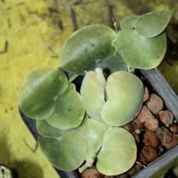 Location: My greenhouse, Florida
Date: 2019-02-07
synonymous with Dischidia collyris