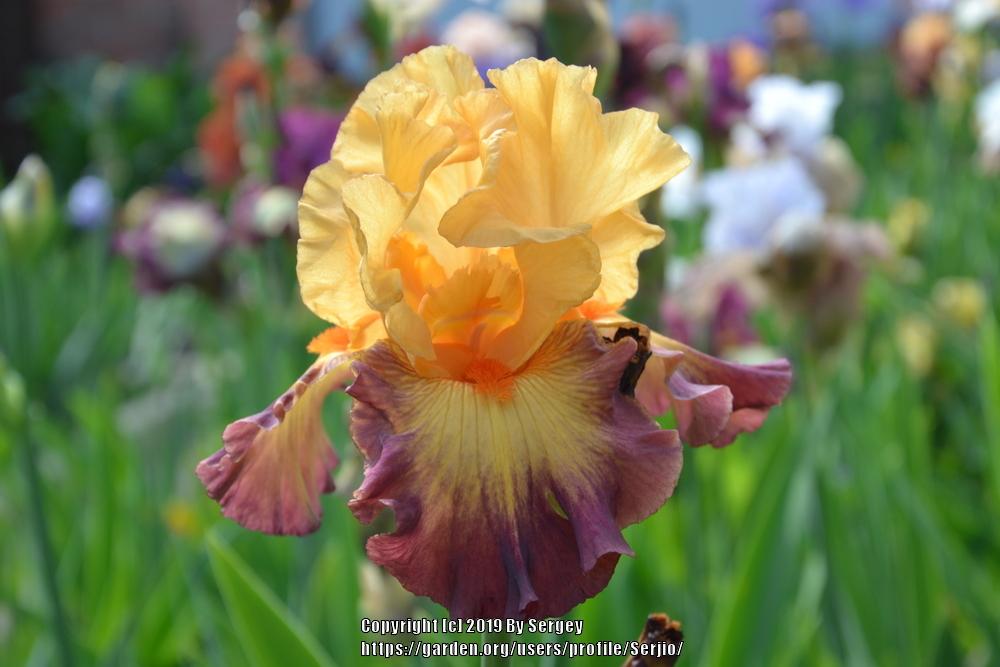 Photo of Tall Bearded Iris (Iris 'Jazz Band') uploaded by Serjio