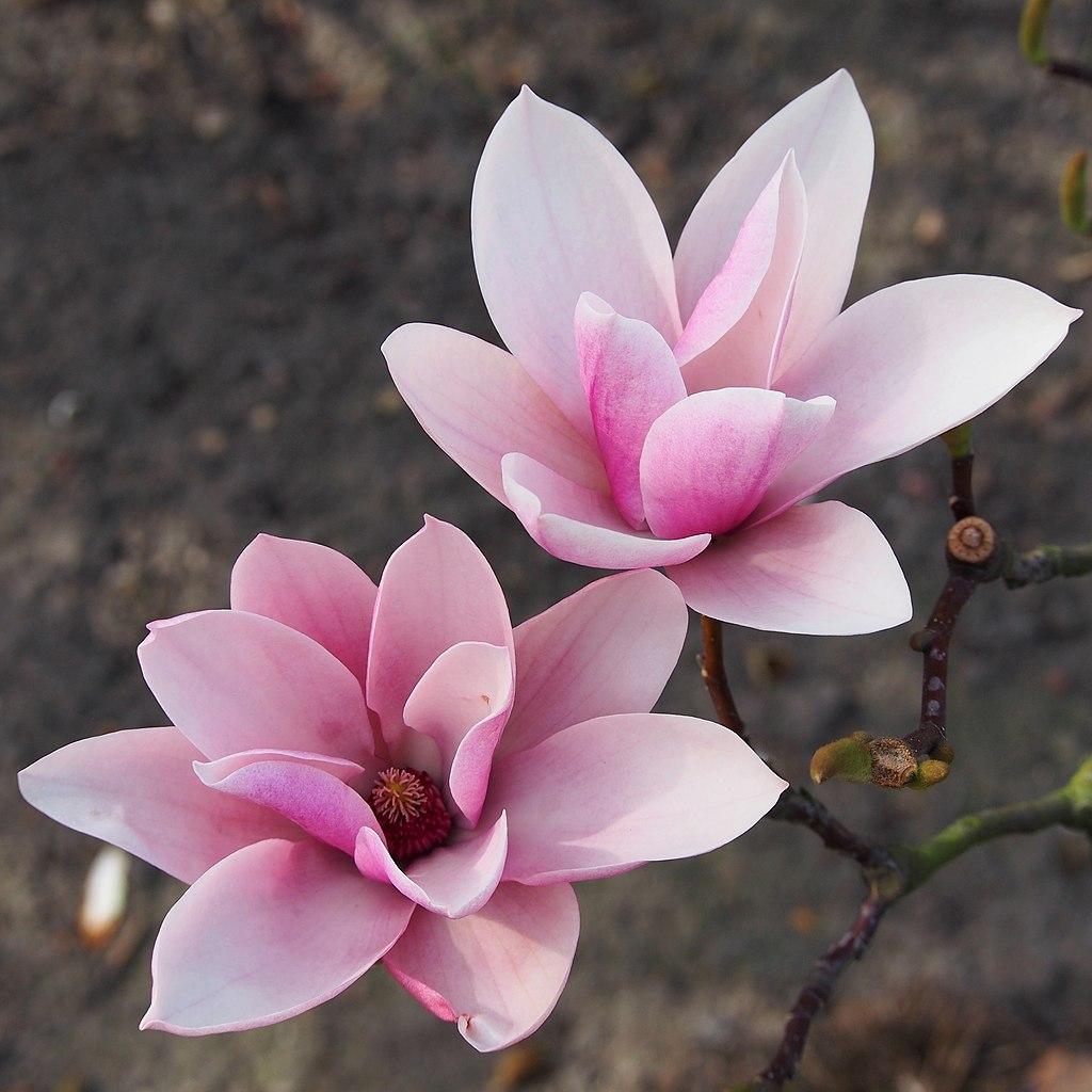 Photo of Magnolia 'Heaven Scent' uploaded by robertduval14