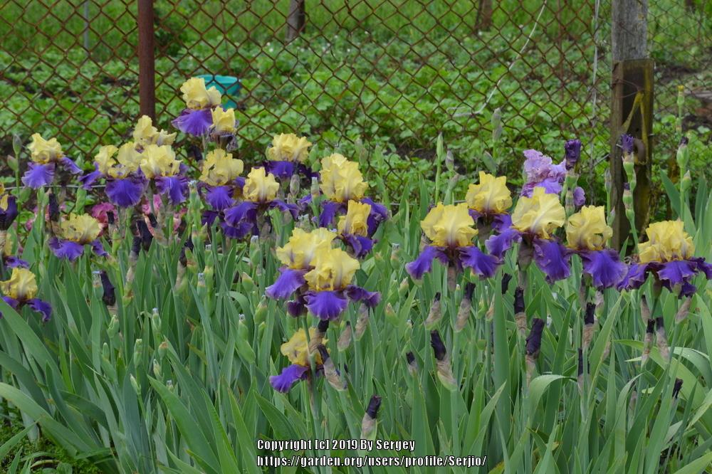 Photo of Tall Bearded Iris (Iris 'Jurassic Park') uploaded by Serjio