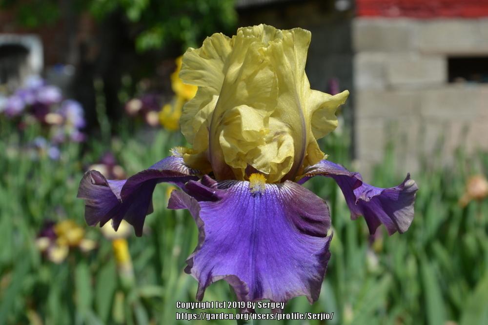 Photo of Tall Bearded Iris (Iris 'Jurassic Park') uploaded by Serjio