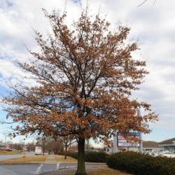 Location: Exton (Lionville), Pennsylvania
Date: 2019-02-08
mature tree in shopping center landscape