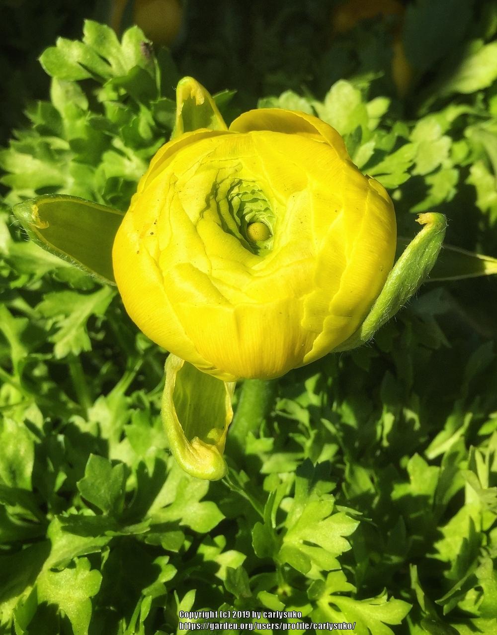 Photo of Persian Buttercup (Ranunculus subtilis 'Bloomingdale Mix') uploaded by carlysuko