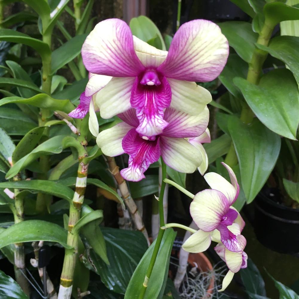 Photo of Orchid (Dendrobium) uploaded by csandt