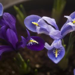 Location: Pennsylvania
Date: 2019-02-10
Iris reticulata forced indoors in February