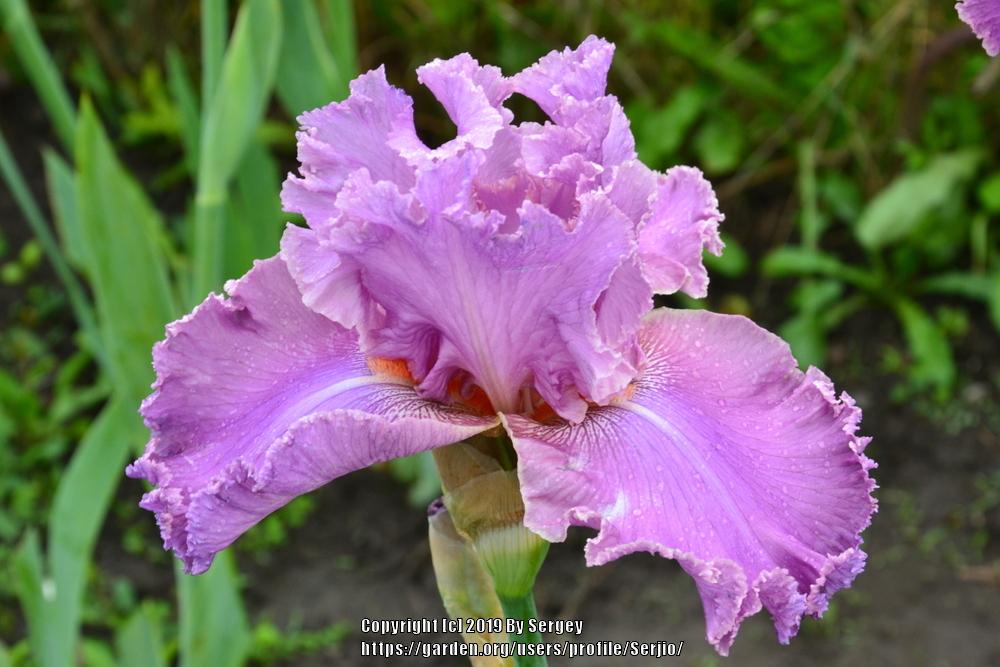 Photo of Tall Bearded Iris (Iris 'Kaligazam') uploaded by Serjio