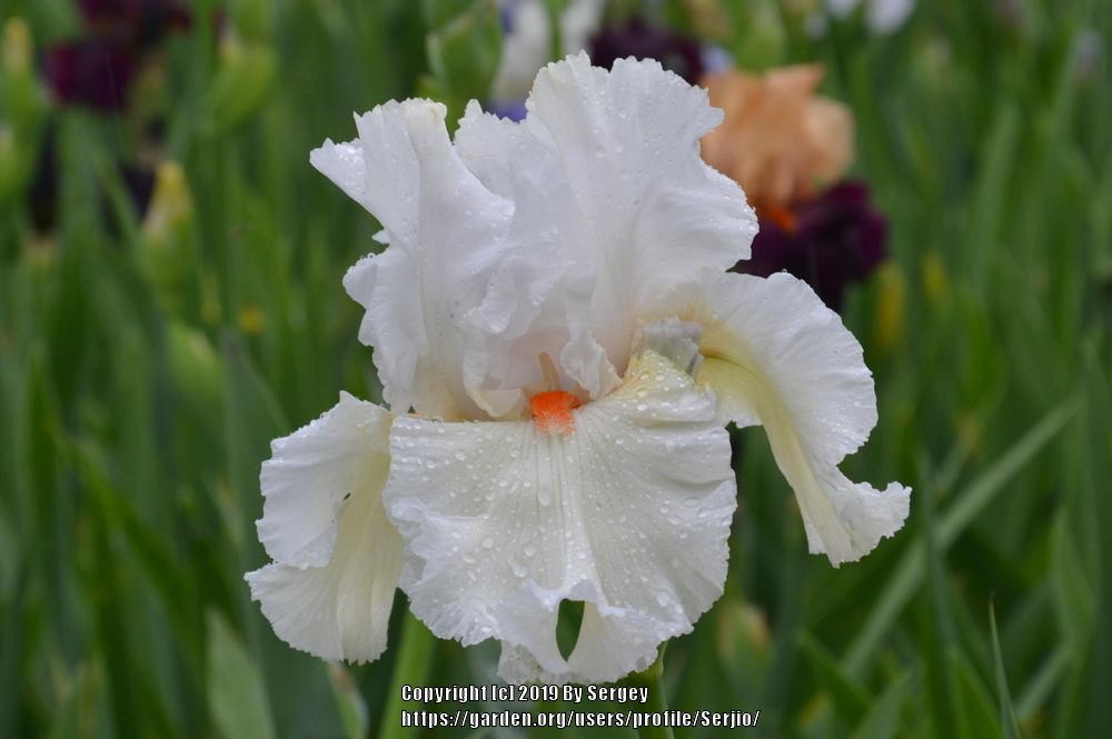 Photo of Tall Bearded Iris (Iris 'Lark Ascending') uploaded by Serjio