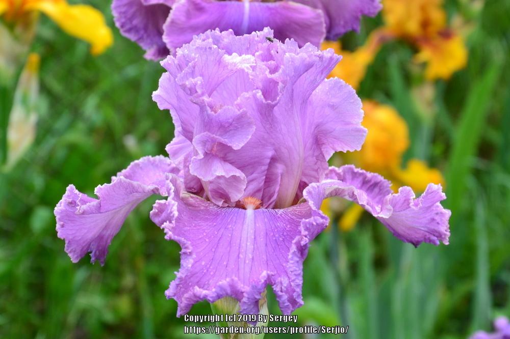 Photo of Tall Bearded Iris (Iris 'Kaligazam') uploaded by Serjio
