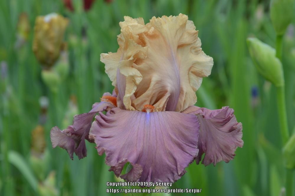 Photo of Tall Bearded Iris (Iris 'Looking Beautiful') uploaded by Serjio