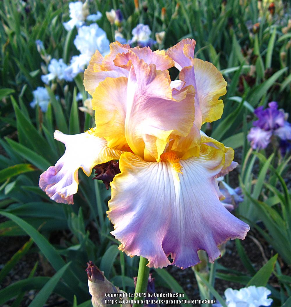 Photo of Tall Bearded Iris (Iris 'All About Spring') uploaded by UndertheSun
