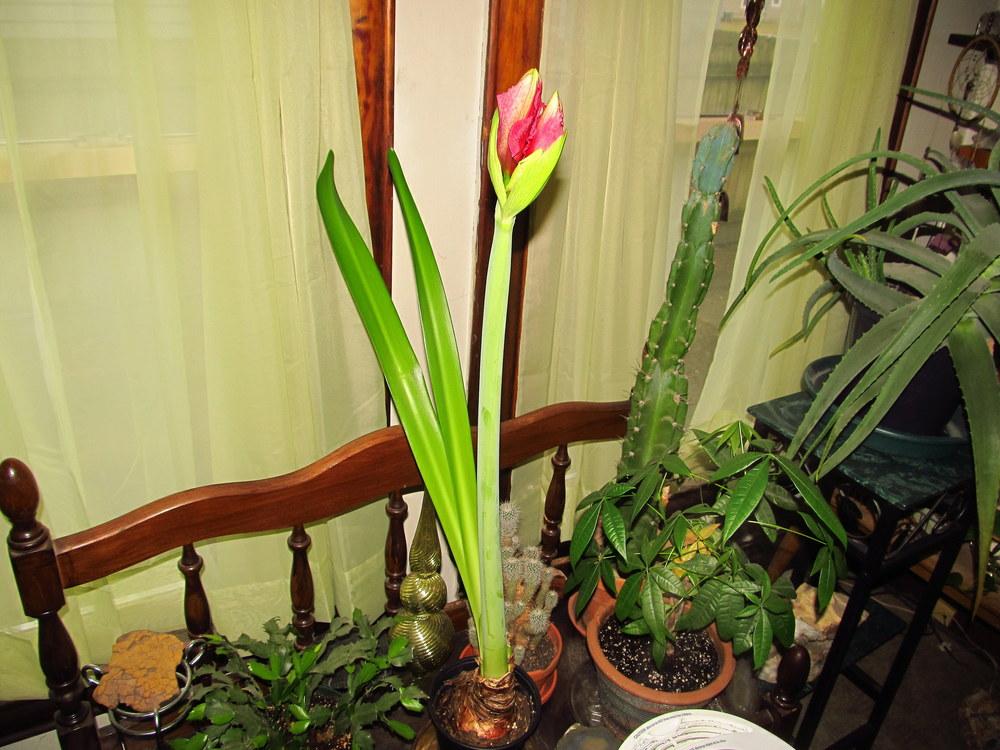 Photo of Amaryllis (Hippeastrum 'Red Pearl') uploaded by jmorth