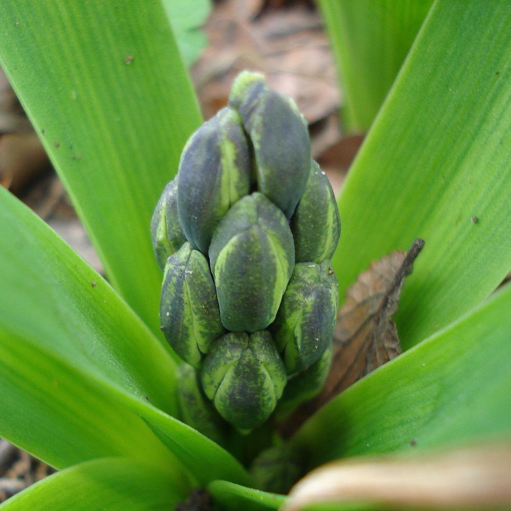 Photo of Hyacinths (Hyacinthus) uploaded by lovemyhouse