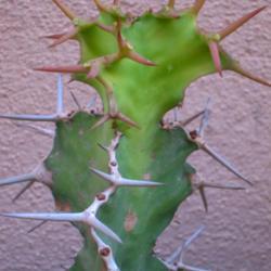 Location: Baja California
Date: 2013-08-27
New spines are pinkish.  Also note vestigial leaves and flower bu