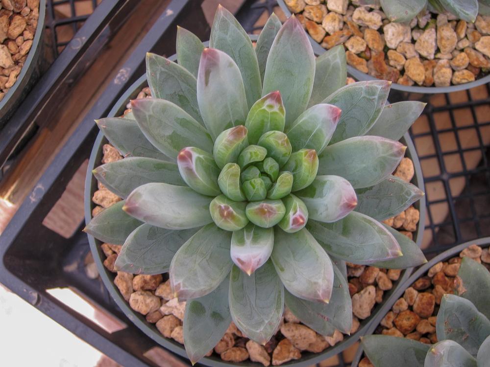 Photo of Pachyveria (XPachyveria 'Little Jewel') uploaded by Baja_Costero