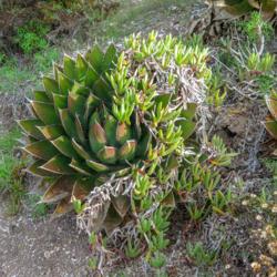Location: Baja California
Date: 2013-12-18
Overgrowing Agave shawii