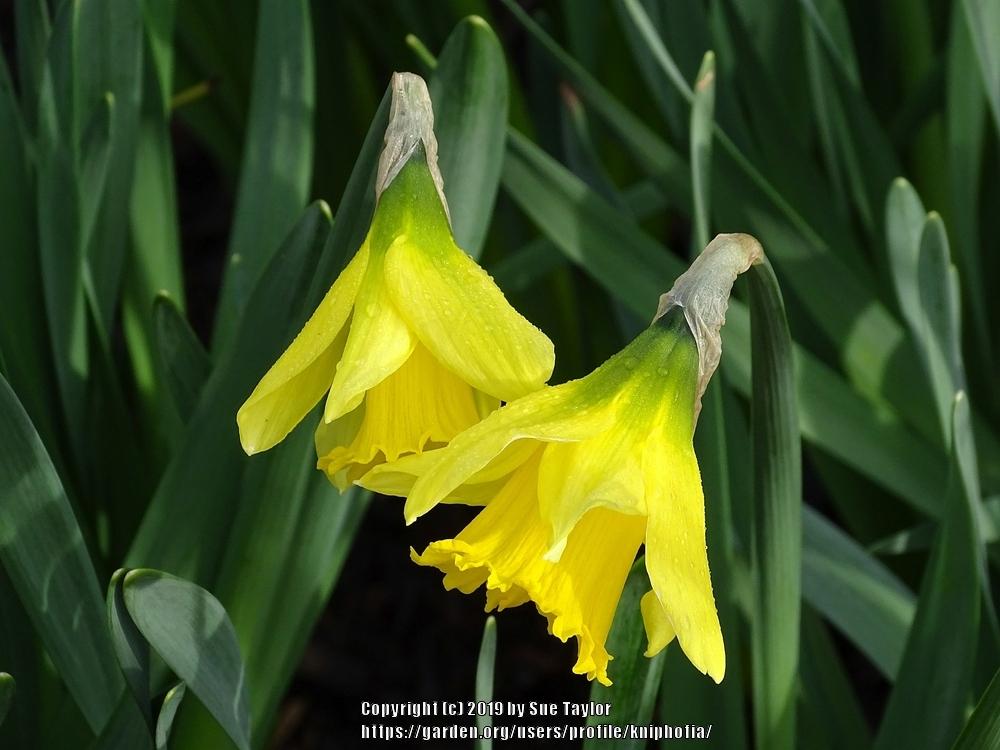 Photo of Trumpet daffodil (Narcissus 'Rijnveld's Early Sensation') uploaded by kniphofia