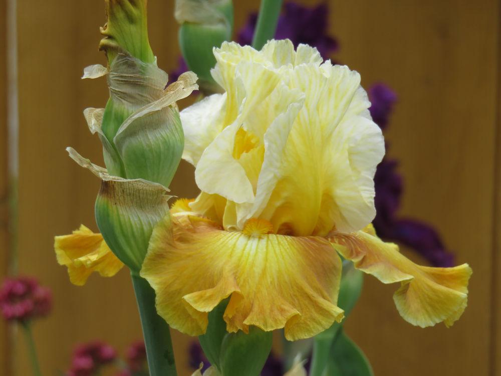 Photo of Tall Bearded Iris (Iris 'Genealogy') uploaded by Bloomers