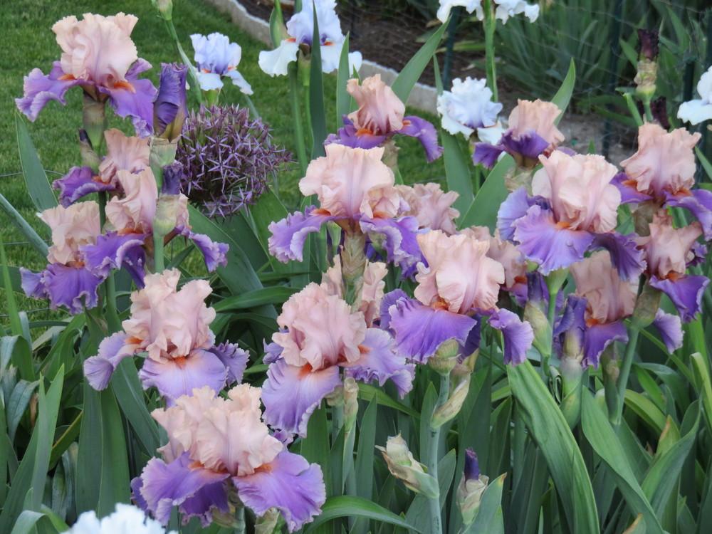 Photo of Tall Bearded Iris (Iris 'Discovered Treasure') uploaded by Bloomers