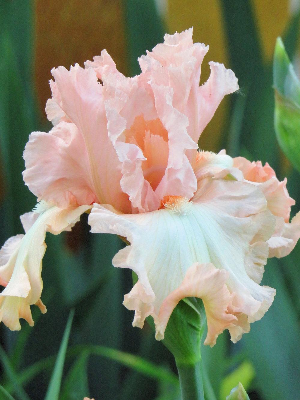 Photo of Tall Bearded Iris (Iris 'For Lovers Only') uploaded by Bloomers