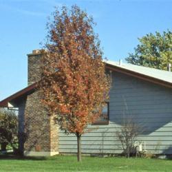 Location: Chicago, Illinois suburbs
Date: October in the 1980's
young tree in fall color