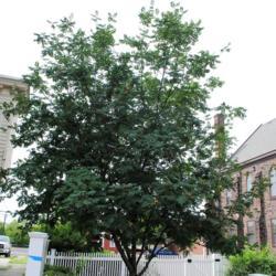 Location: Pottstown, Pennsylvania
Date: 2017-08-08
mature tree in summer