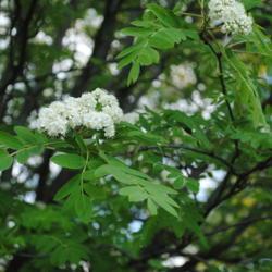 Location: Chester County, Pennsylvania
Date: 2011-05-08
flower clusters and spring foliage