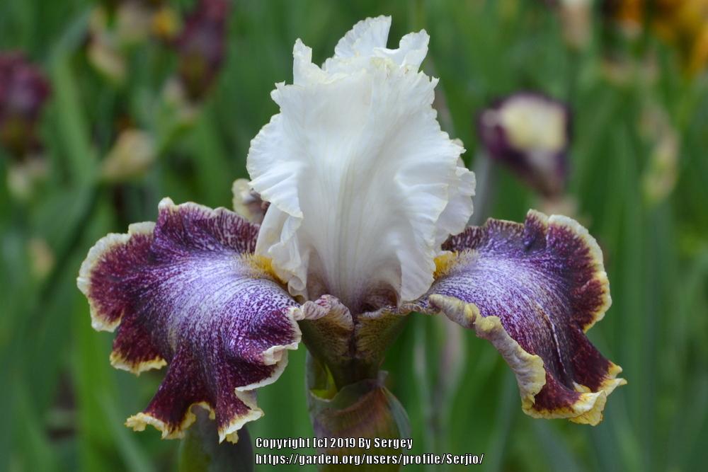 Photo of Tall Bearded Iris (Iris 'Looky Loo') uploaded by Serjio