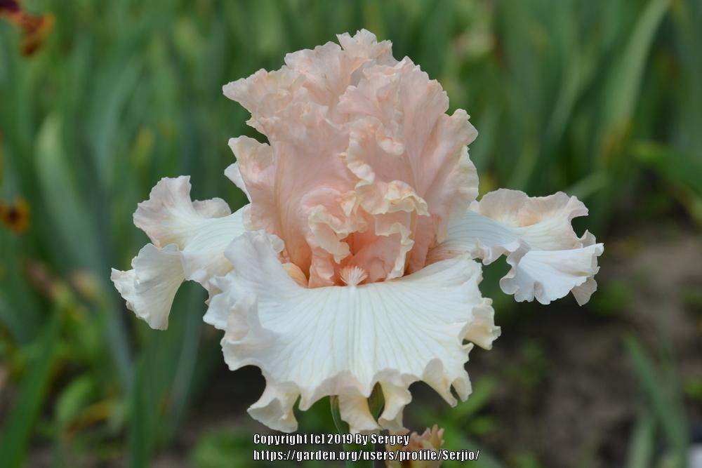Photo of Tall Bearded Iris (Iris 'Magical') uploaded by Serjio