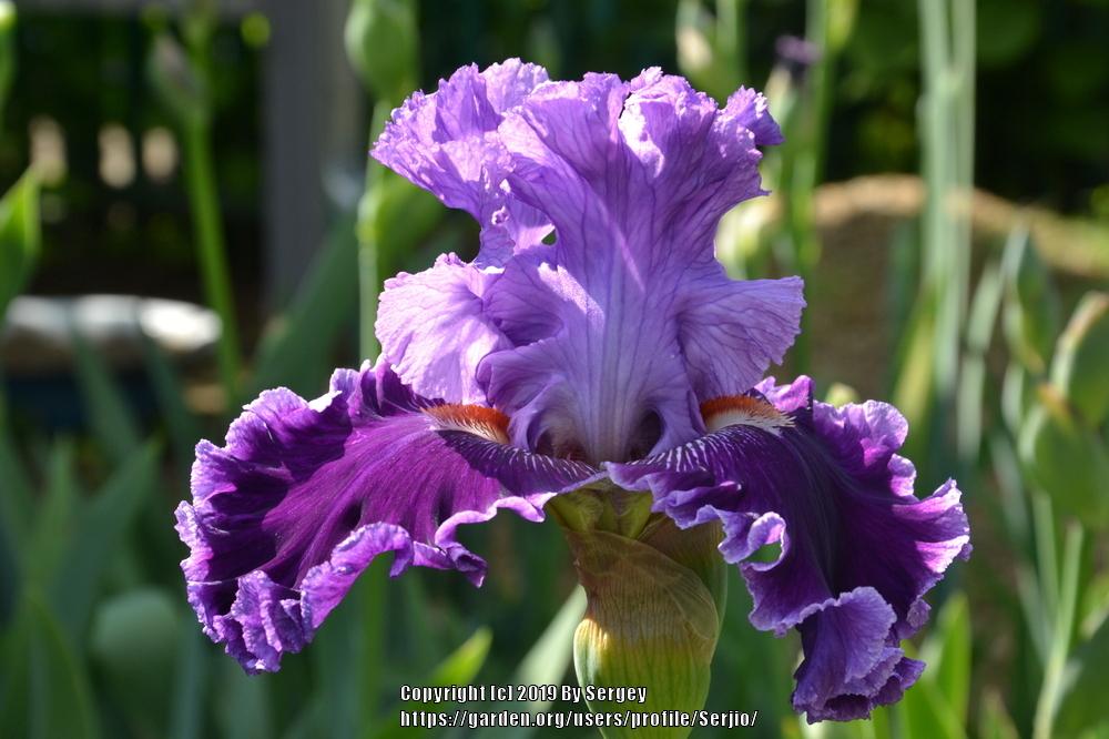 Photo of Tall Bearded Iris (Iris 'Louisa's Song') uploaded by Serjio