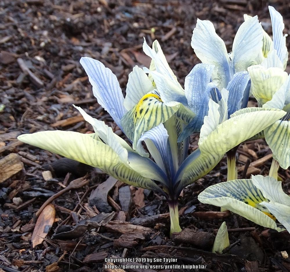 Photo of Reticulated Iris (Iris 'Katharine Hodgkin') uploaded by kniphofia