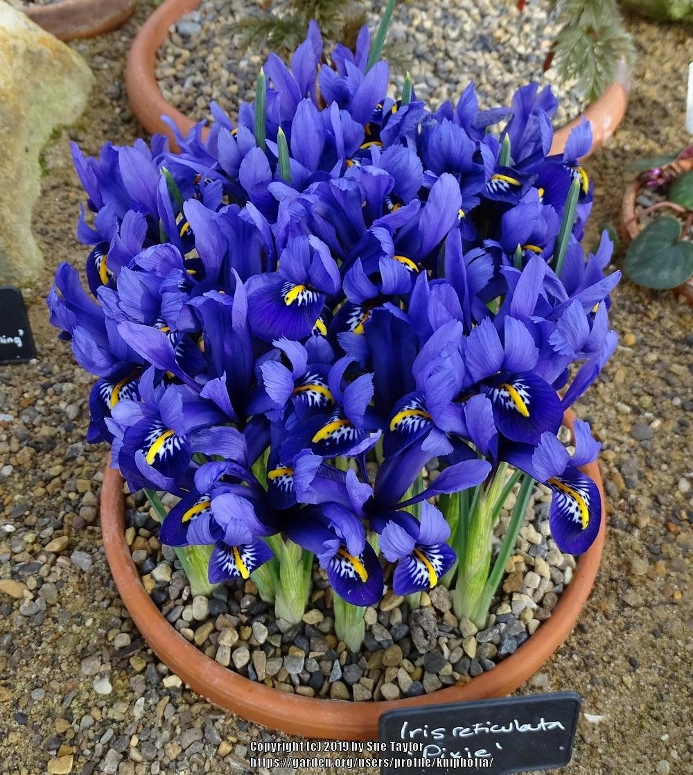 Photo of Reticulated Iris (Iris reticulata 'Pixie.') uploaded by kniphofia