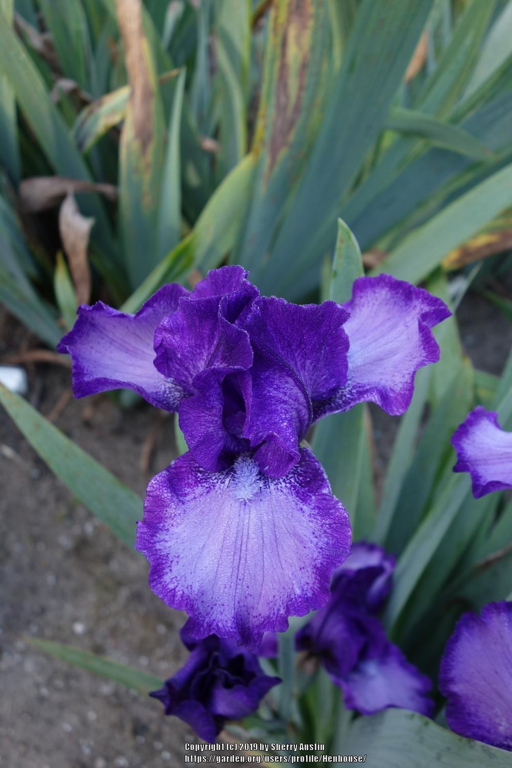Photo of Intermediate Bearded Iris (Iris 'This and That') uploaded by Henhouse