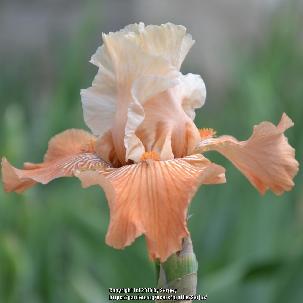 Photo of Tall Bearded Iris (Iris 'Mandarin Morning') uploaded by Serjio