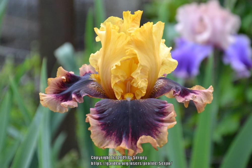 Photo of Tall Bearded Iris (Iris 'Mastery') uploaded by Serjio