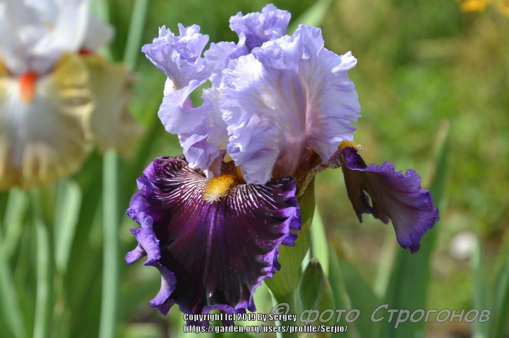 Photo of Tall Bearded Iris (Iris 'Megarich') uploaded by Serjio