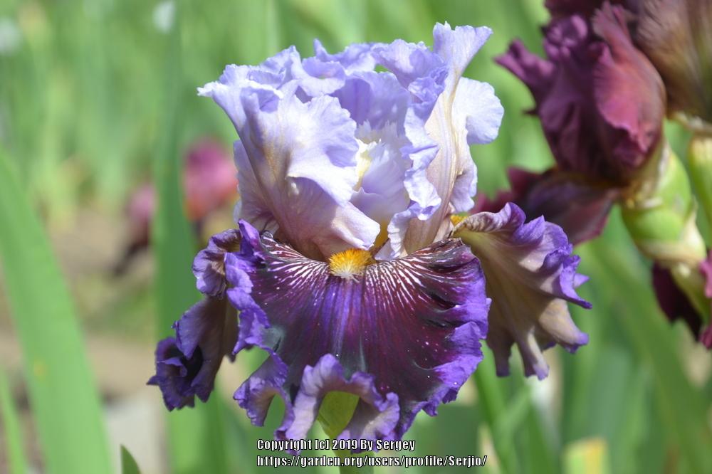 Photo of Tall Bearded Iris (Iris 'Megarich') uploaded by Serjio