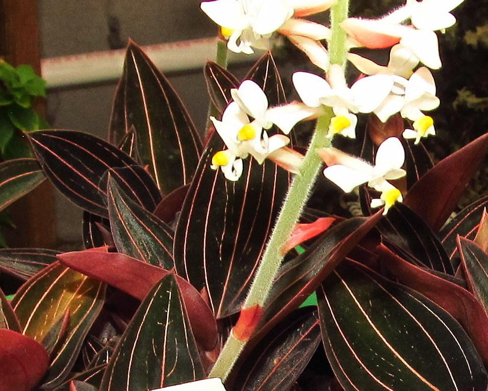 Photo of Jewel Orchid (Ludisia discolor) uploaded by jmorth