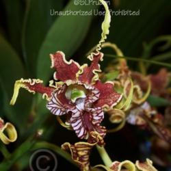 Location: Palm Sunday Orchid Show, Michigan
Date: 2010-03-27