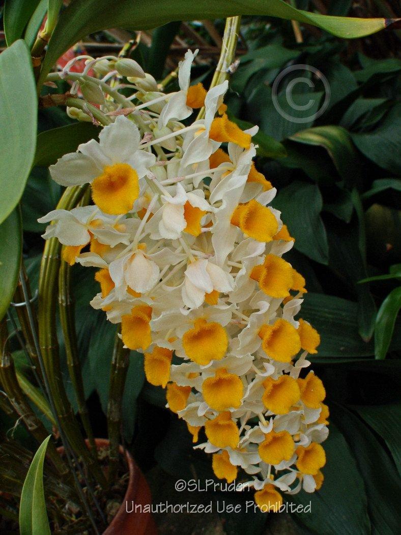 Photo of Orchid (Dendrobium thyrsiflorum) uploaded by DaylilySLP