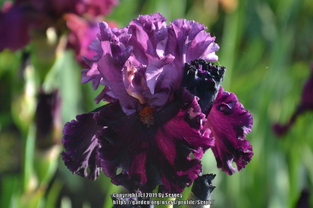 Photo of Tall Bearded Iris (Iris 'Ming Lord') uploaded by Serjio