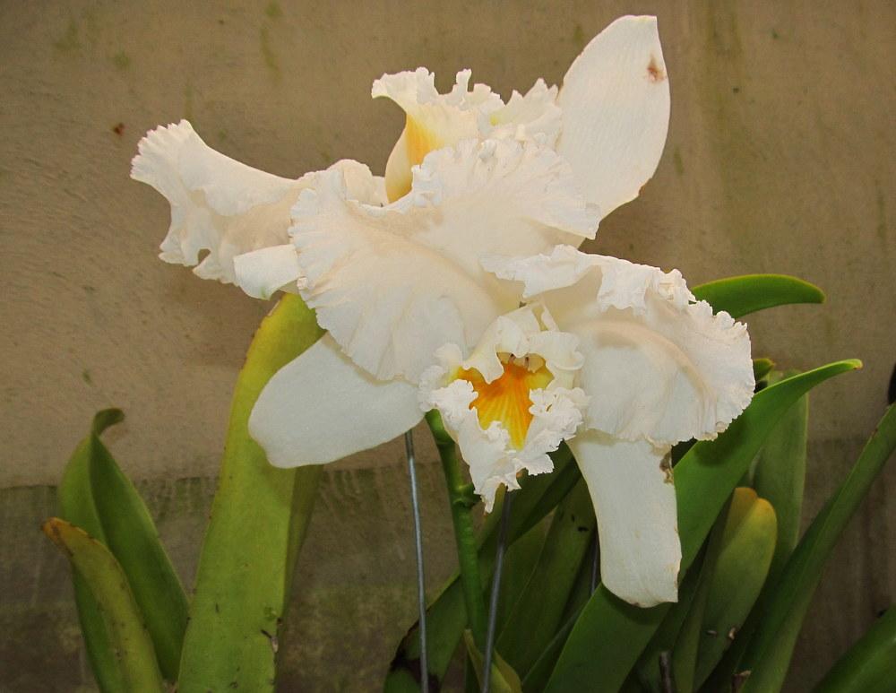Photo of Orchid (Cattleya) uploaded by jmorth