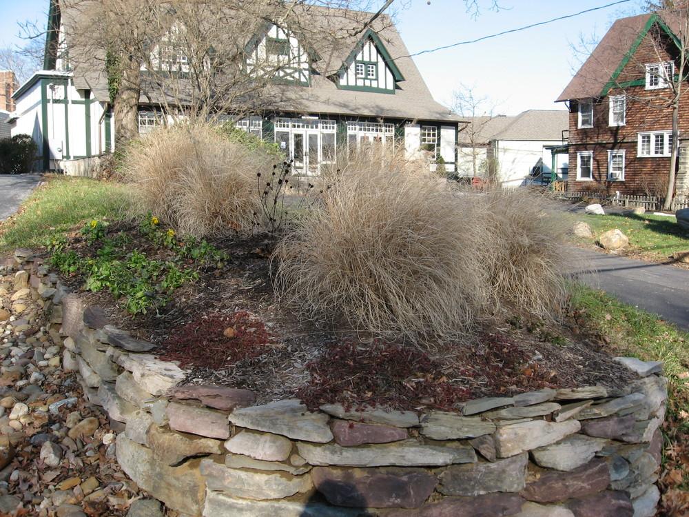 Photo of Fountain Grass (Cenchrus alopecuroides 'Hameln') uploaded by ILPARW