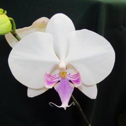Location: central Illinois
Date: 2019-02-10
Orchid show