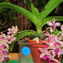 Location: central Illinois
Date: 2019-02-10
Prairie State Orchid Society show